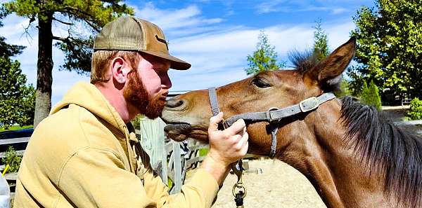 gentle-morgan-horse