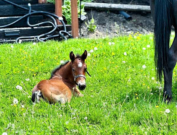 sporthorse-morgan-horse