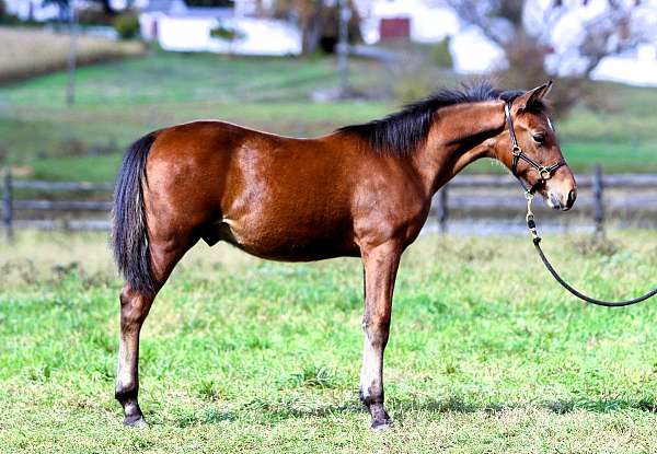 prospect-morgan-horse