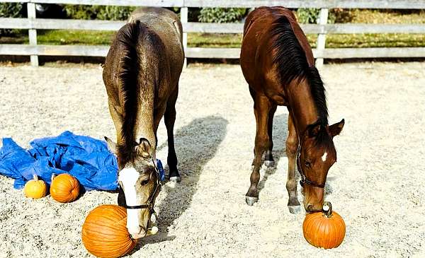 dressage-morgan-horse