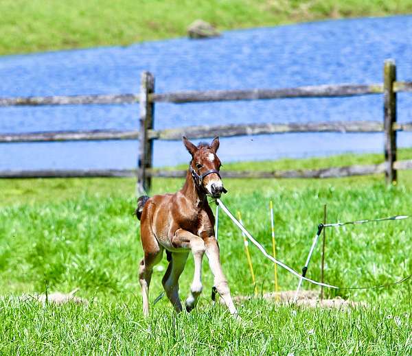 eventing-morgan-horse