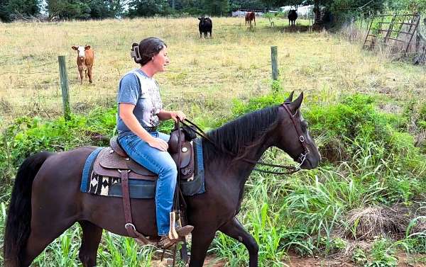 black-see-pics-horse