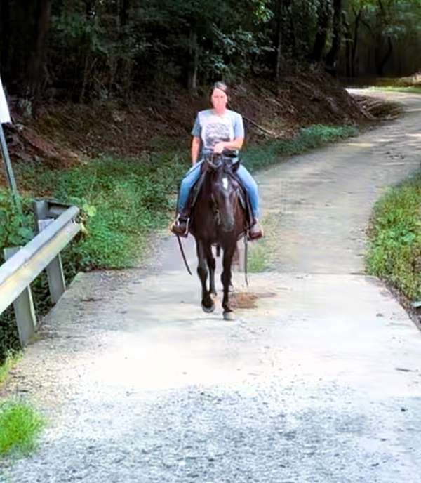 flashy-missouri-fox-trotter-horse