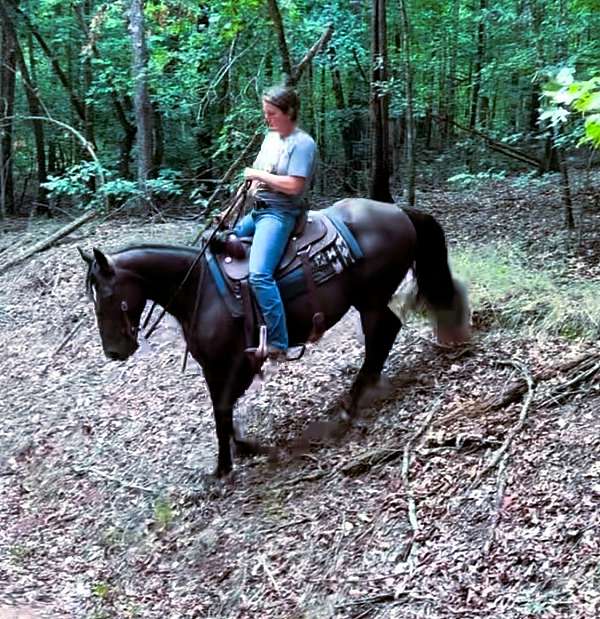 family-missouri-fox-trotter-horse