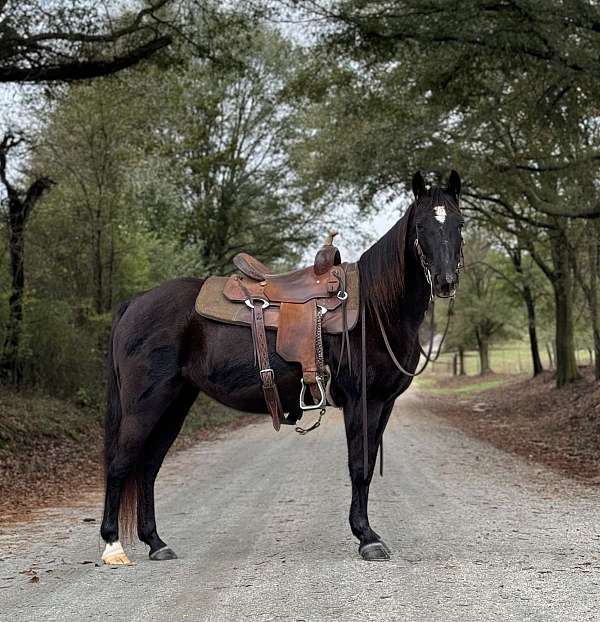 trail-missouri-fox-trotter-horse