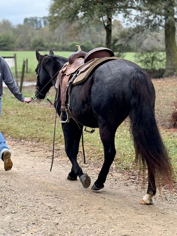 all-around-missouri-fox-trotter-horse