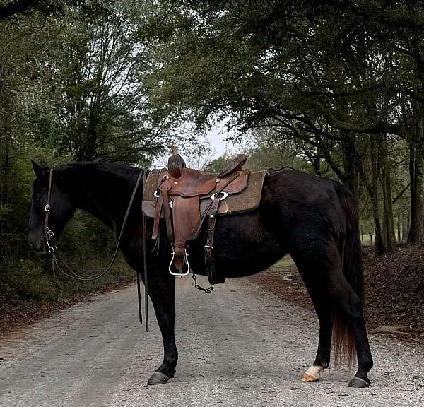 gaited-missouri-fox-trotter-horse