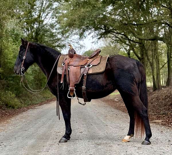 athletic-missouri-fox-trotter-horse