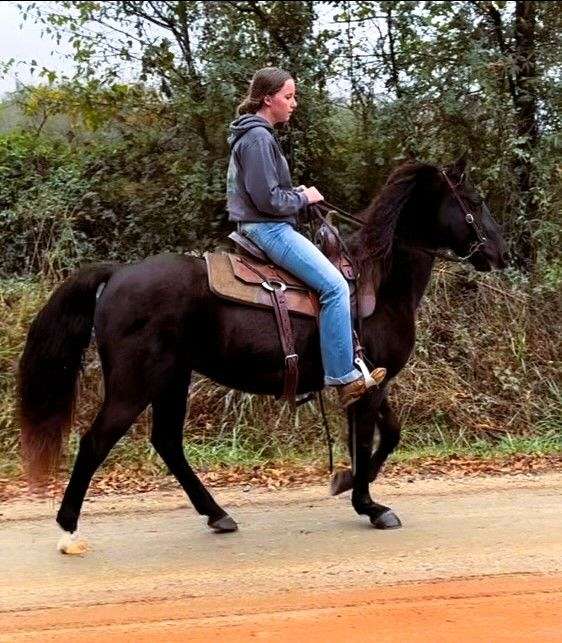 experienced-missouri-fox-trotter-horse