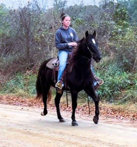 horsemanship-missouri-fox-trotter-horse