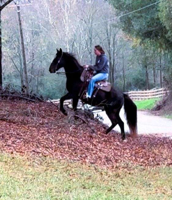 ridden-english-missouri-fox-trotter-horse