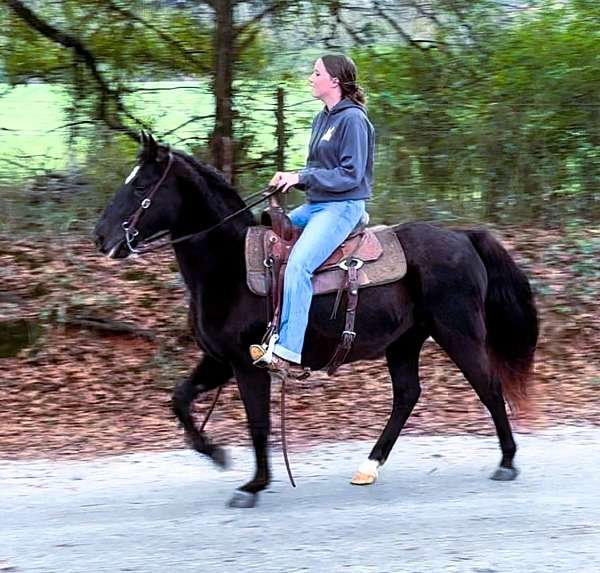 ridden-western-missouri-fox-trotter-horse