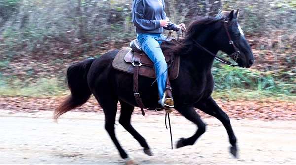 trail-riding-missouri-fox-trotter-horse