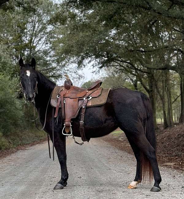 trail-riding-missouri-fox-trotter-horse