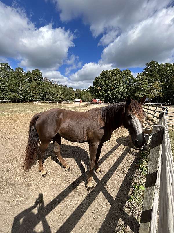 tennessee-walking-gelding