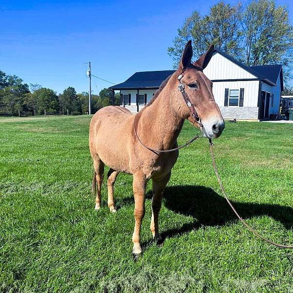 husband-safe-mule