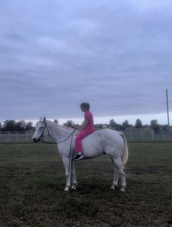 quarter-horse-gelding