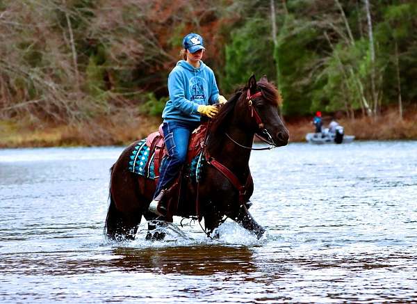 see-pics-horse