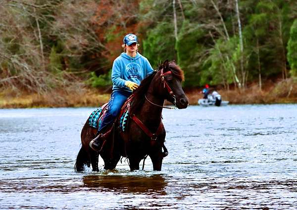 black-see-pics-horse