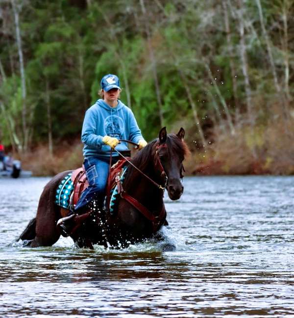 flashy-morgan-horse