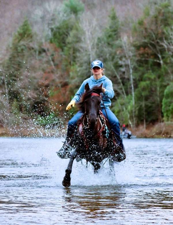 family-morgan-horse