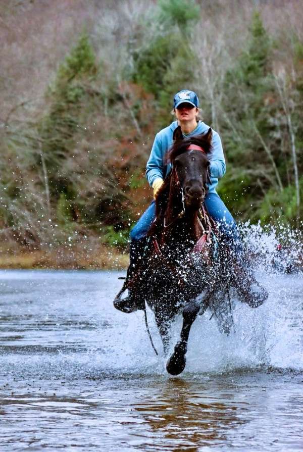 trail-morgan-horse