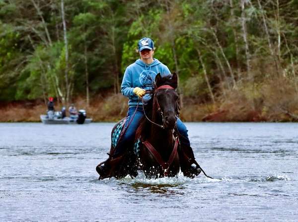 husband-safe-morgan-horse