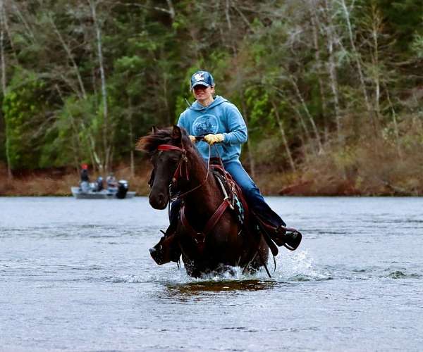 all-around-morgan-horse