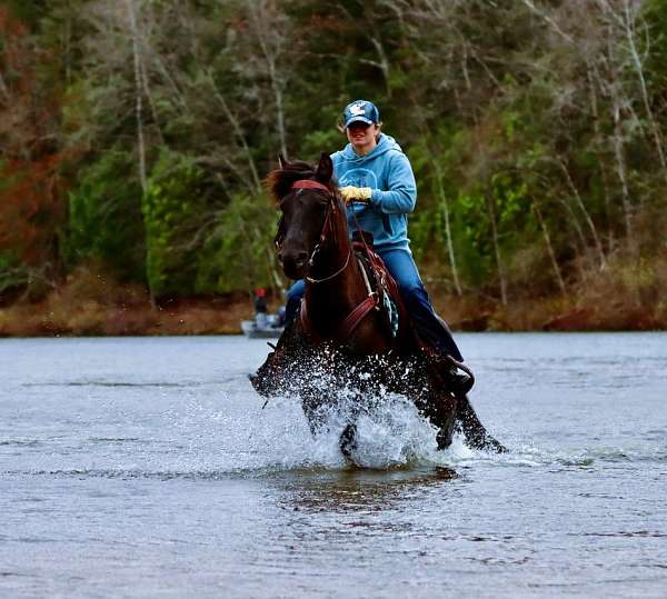 gentle-morgan-horse