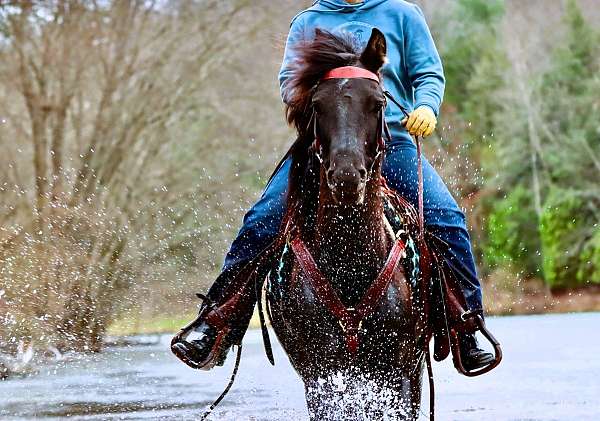 ranch-morgan-horse