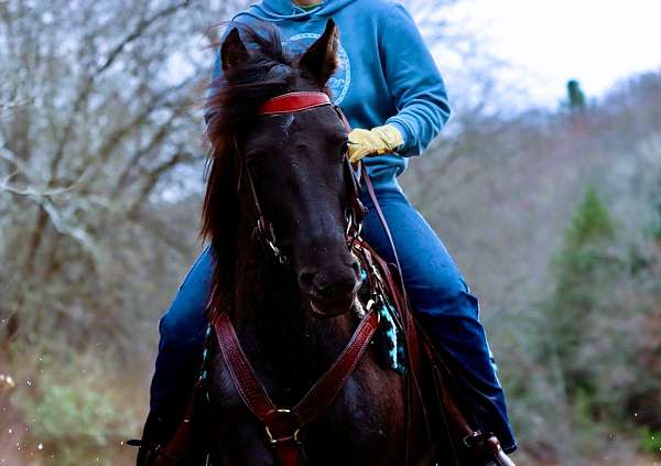 driving-morgan-horse