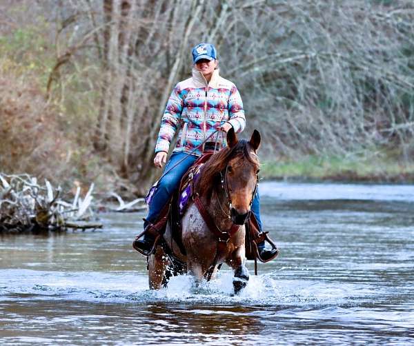 bay-roan-see-pics-horse