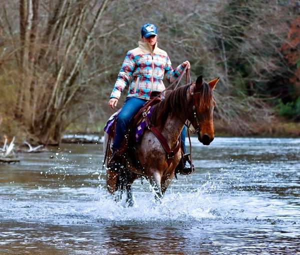 flashy-kentucky-mountain-horse