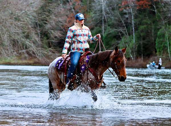 family-kentucky-mountain-horse