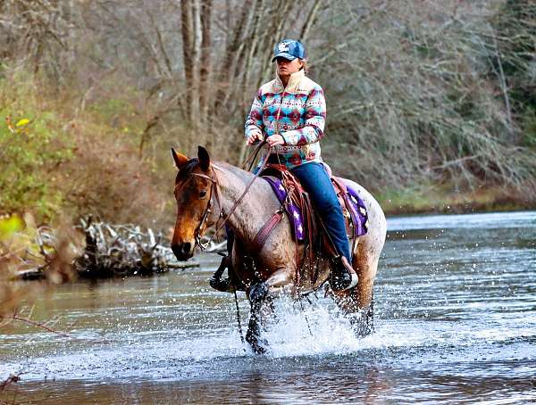 trail-kentucky-mountain-horse