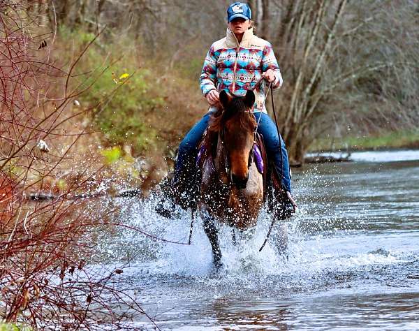 all-around-kentucky-mountain-horse