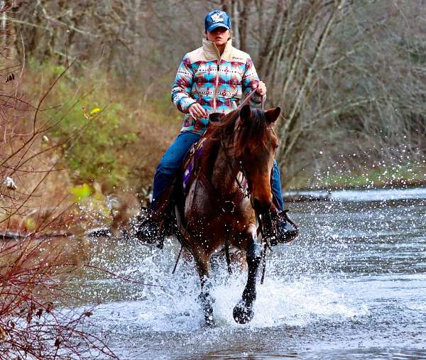 gaited-kentucky-mountain-horse