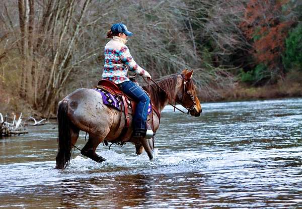 athletic-kentucky-mountain-horse