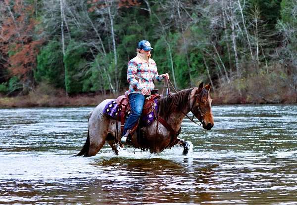 experienced-kentucky-mountain-horse