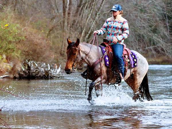 ridden-western-kentucky-mountain-horse