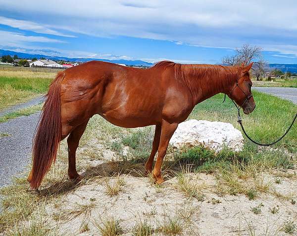 flashy-quarter-horse