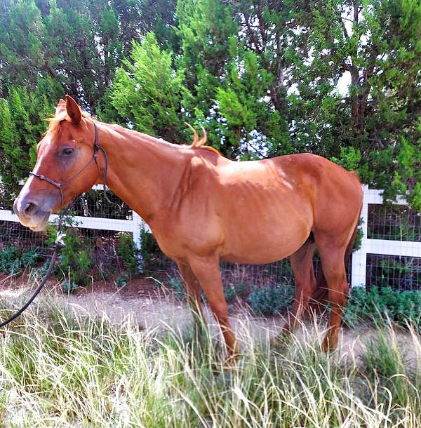 family-quarter-horse