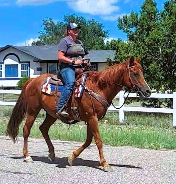 trail-quarter-horse