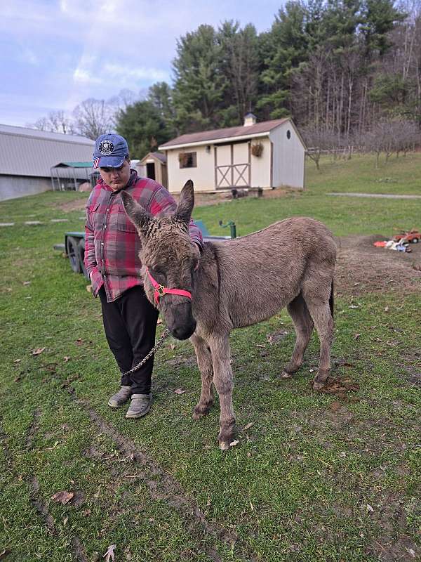 grey-youth-donkey