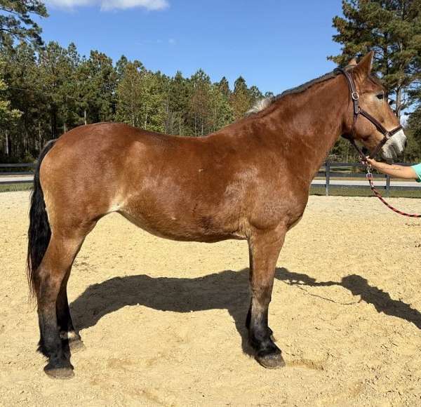 buckskin-belgian-mare