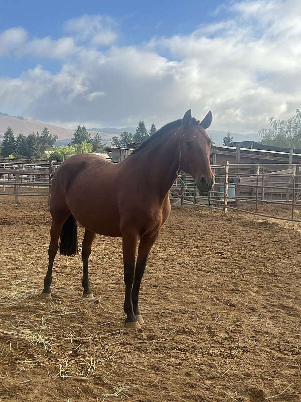 andalusian-broodmare