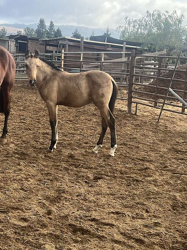 andalusian-colt