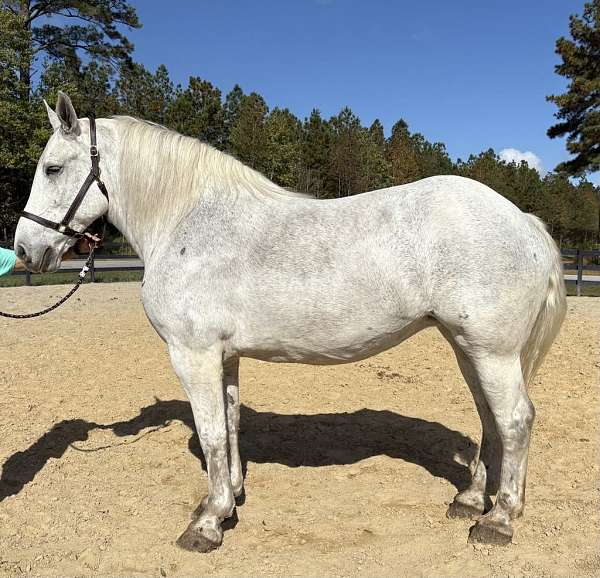 grey-percheron-mare