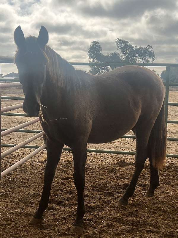 andalusian-foal