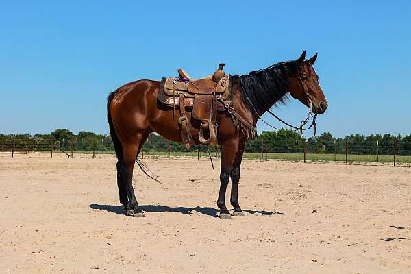 bay-see-pics-horse